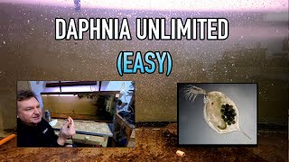 How I Raise Daphnia Water Fleas And You Can Too [upl. by Airamzul863]