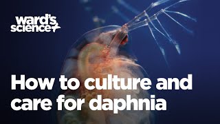 Caring and Culturing for Daphnia [upl. by Karl]