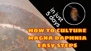 How to Culture Magna Daphnia Easily [upl. by Ashla480]