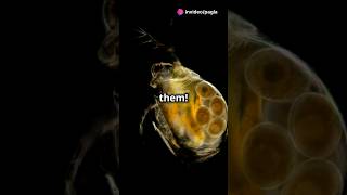 How to culture Daphnia for your Aquarium [upl. by Derwin935]