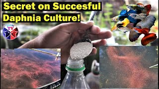 How to Culture Daphnia Successfully [upl. by Molli]