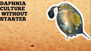 HOW TO CULTURE DAPHNIA NATURALLY WITHOUT A STARTER [upl. by Donnell]