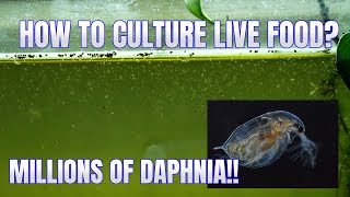 How to Culture Daphnia Secret Method to Breed MILLIONS  Simply Aquatic [upl. by Corby]