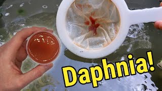 How I Culture Daphnia In Outdoor Tubs [upl. by Hooke]