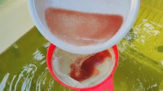 How to culture daphnia  Daphnia culture  How to grow daphnia outdoor [upl. by Sahcnip]