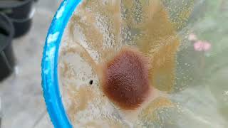 How to culture daphnia moina in a small container Part 1 English Subtitle [upl. by Tilla]