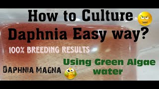 Daphnia MagnaHow to Culture Daphnia Easy wayCulturing Daphnia using Green water Daphnia [upl. by Ronnie]