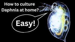 BEST Live Fish Food Beginner guide How to Culture Daphnia at home [upl. by Gross]