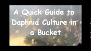 How to culture daphnia outside [upl. by Sanoj]