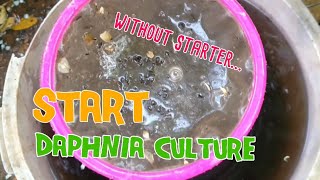 How to culture daphnia moina the easy way 1  Starting the Daphnia culture [upl. by Nek]