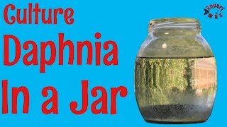 How to Culture Daphnia in a Jar [upl. by Wendi416]