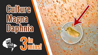 How to culture DAPHNIA MAGNA  The easy way [upl. by Nhguavad]