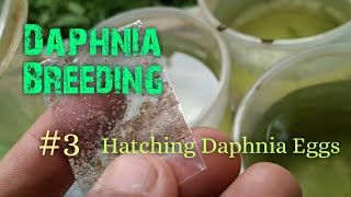 Daphnia Culture made simple and easy 3  Hatching Daphnia eggs [upl. by Yecniuq]