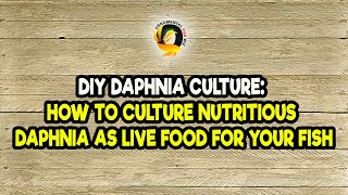 DIY Daphnia Culture How to Culture Nutritious Daphnia as Live Food for Your Fish [upl. by Aieken]