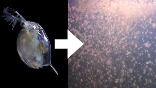 How I Culture Daphnia [upl. by Raamaj]