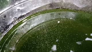 DAPHNIA MOINA CULTURE IN A SMALL BUCKET [upl. by Nuahsyar]