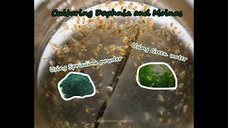 How To Culture Daphnia and Moinas using Green Water Spirulina powder [upl. by Lowery381]