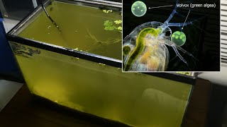 Raising Daphnia for the Freshwater Aquarium [upl. by Arissa]