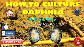 HOW TO CULTURE DAPHNIA In Easy Way [upl. by Gratianna]